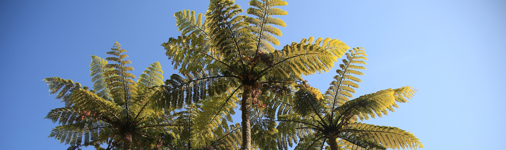 Silhouette of the top of a group of ponga trees waters edge in the Marlborough Sounds, at the top of New Zealand's South Island.