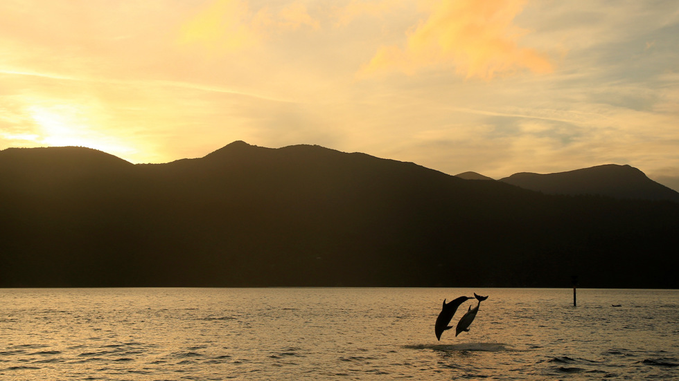 Two dolphins jumping together at sunset in the Marlborough Sounds, at the top of New Zealand's South Island.