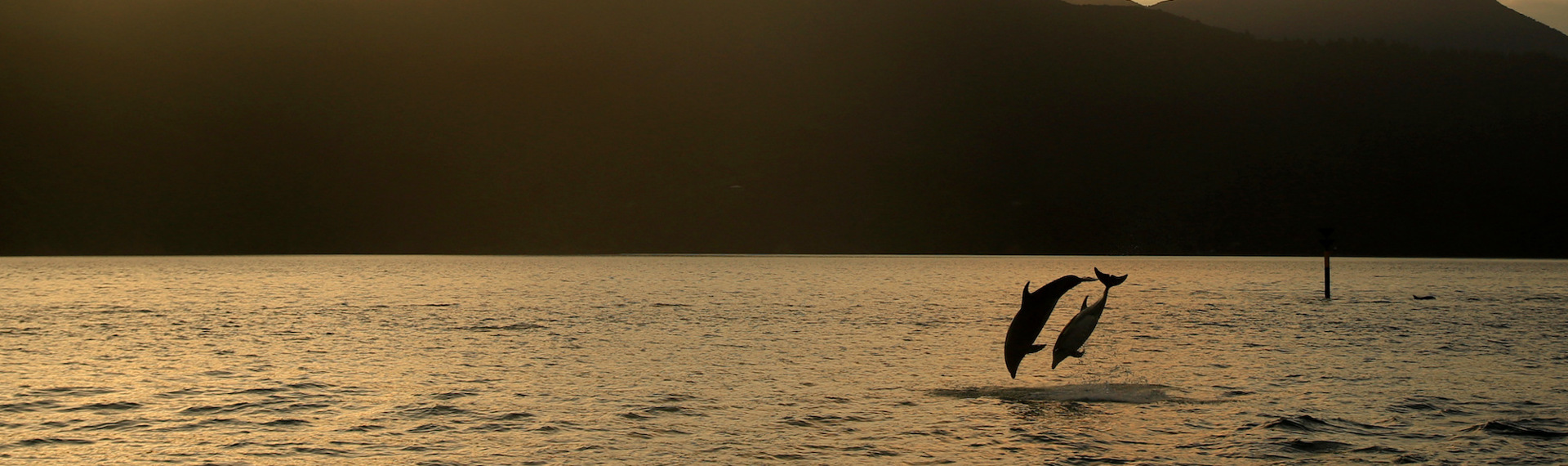 Two dolphins jumping together at sunset in the Marlborough Sounds, at the top of New Zealand's South Island.