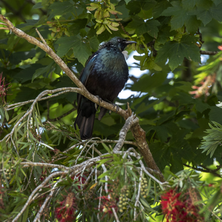 The native Tui bird sits in a tree in Endeavour Inlet in the Marlborough Sounds, at the top of New Zealand's South Island.