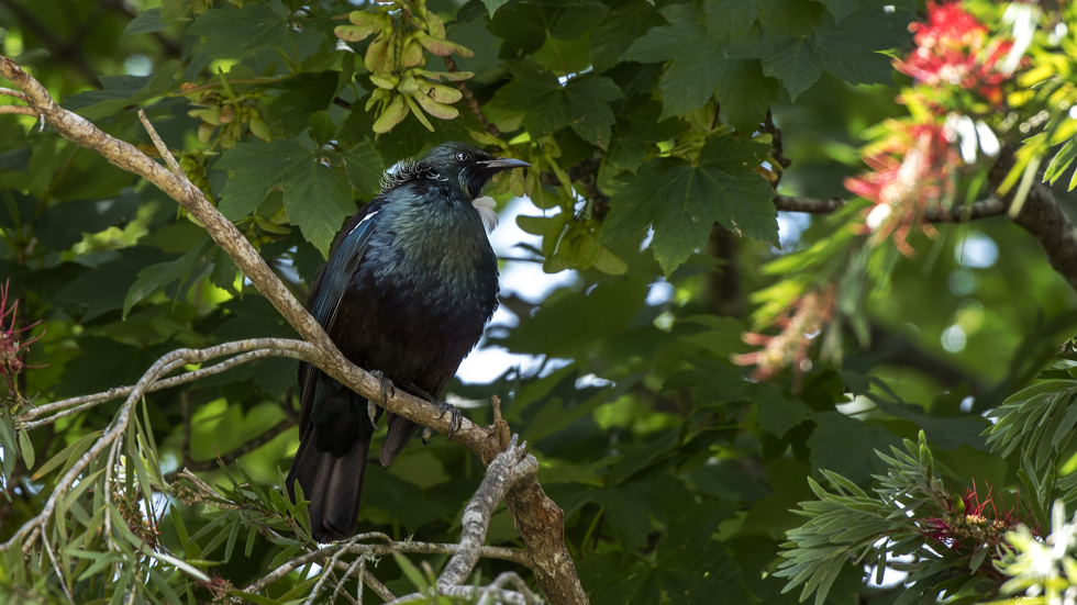 The native Tui bird sits in a tree in Endeavour Inlet in the Marlborough Sounds, at the top of New Zealand's South Island.