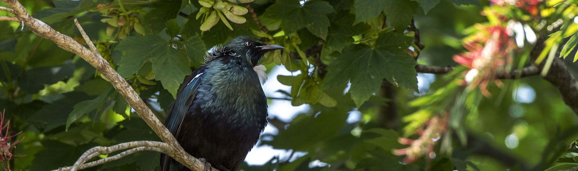 The native Tui bird sits in a tree in Endeavour Inlet in the Marlborough Sounds, at the top of New Zealand's South Island.